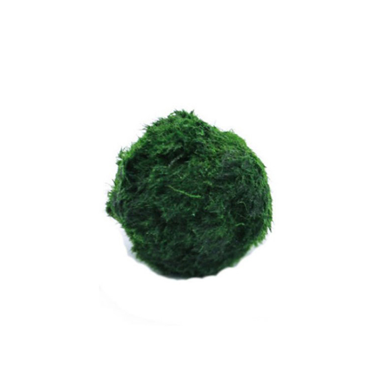 Marine Aquarium Live - Bolas de musgo Marimo, planta de