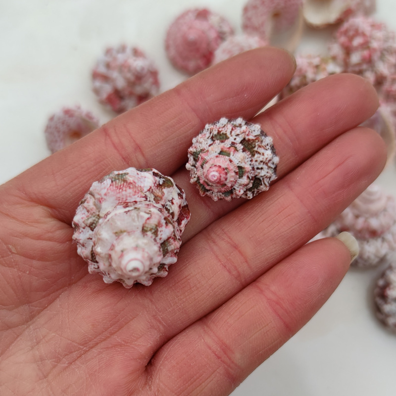 Marine Aquarium Hermit Crab - Conchas de Gallina Ferraria Naturales, Conchas