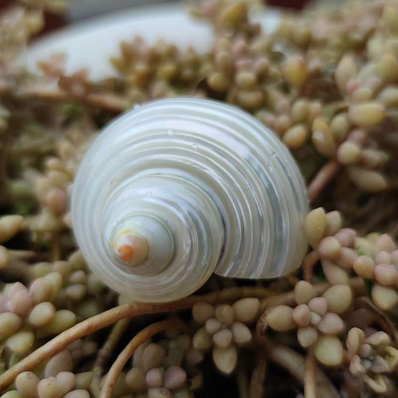 Marine Aquarium Hermit Crab - Concha natural de Turbo marmoratus -