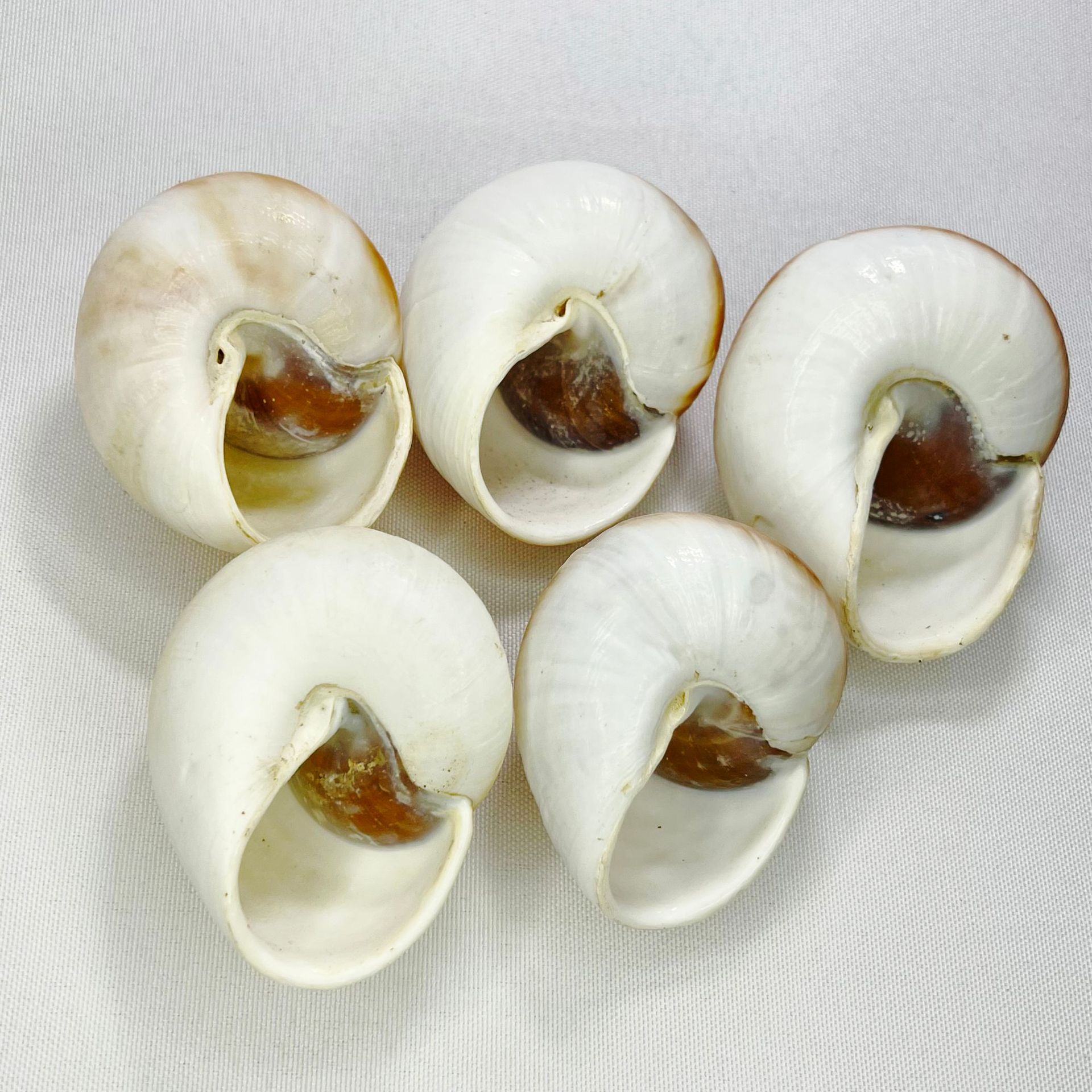 Concha de Bulla Natural - Cara - Marine Aquarium Hermit Crab reseña y precio