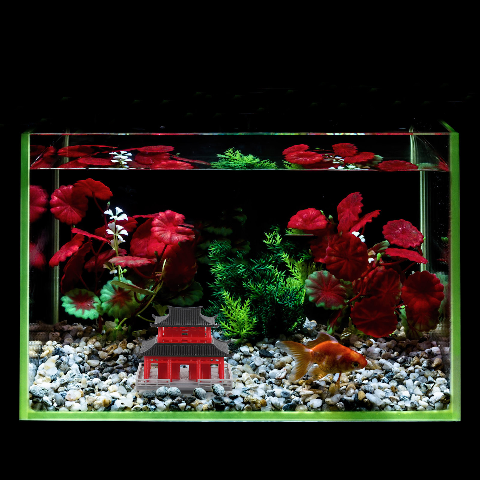Pabellón Antiguo Chino Negro y - Aquarium & Marine Museum reseña y precio