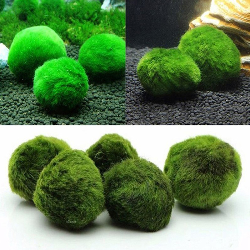 Bolas de musgo Marimo, planta  - Marine Aquarium Live reseña y precio