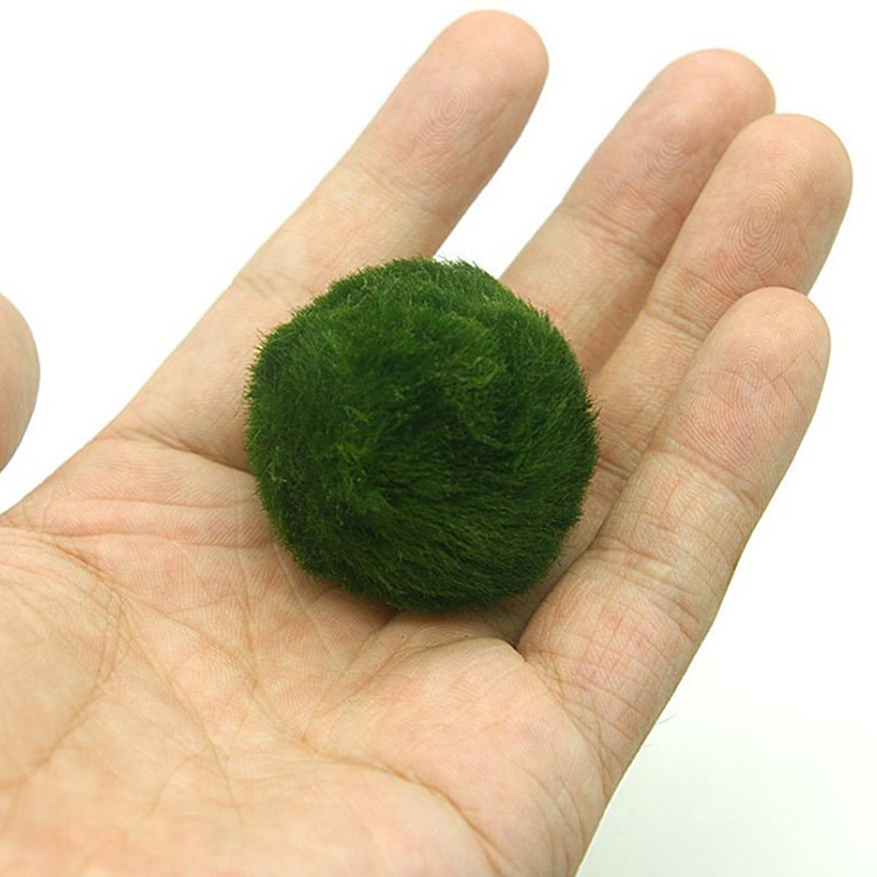 Bolas de musgo Marimo, planta  - Marine Aquarium Live reseña y precio