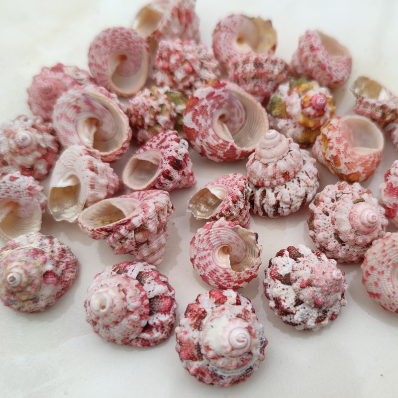 Conchas de Gallina Ferraria Na - Marine Aquarium Hermit Crab reseña y precio