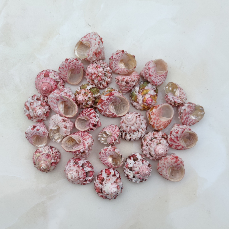 Conchas de Gallina Ferraria Na - Marine Aquarium Hermit Crab reseña y precio