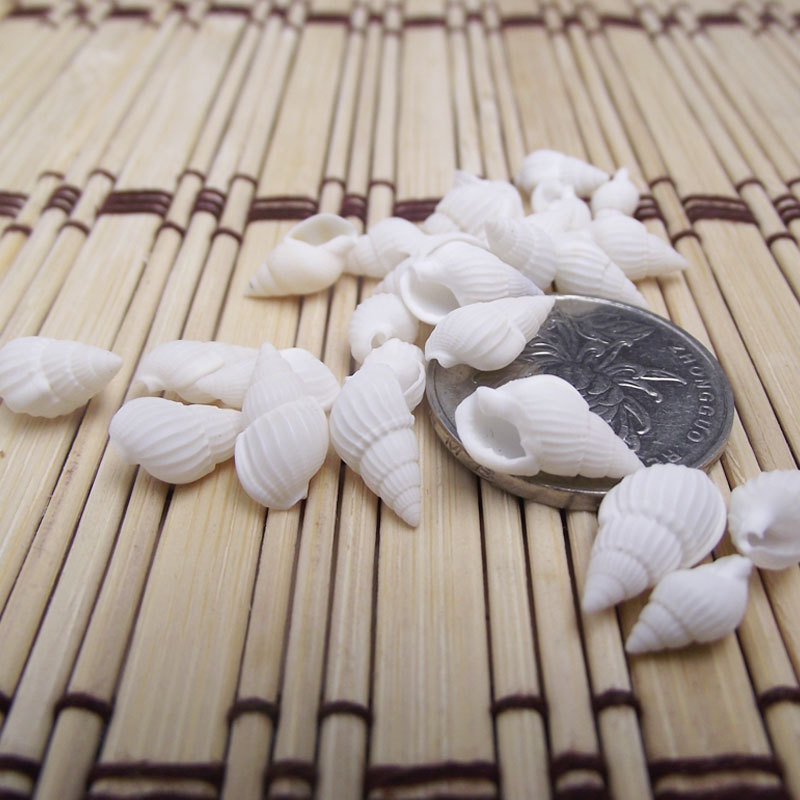 Conchas Naturales de Zeuxis y  - Marine Aquarium Home reseña y precio