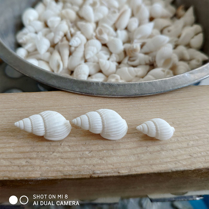 Conchas Naturales de Zeuxis y  - Marine Aquarium Home reseña y precio