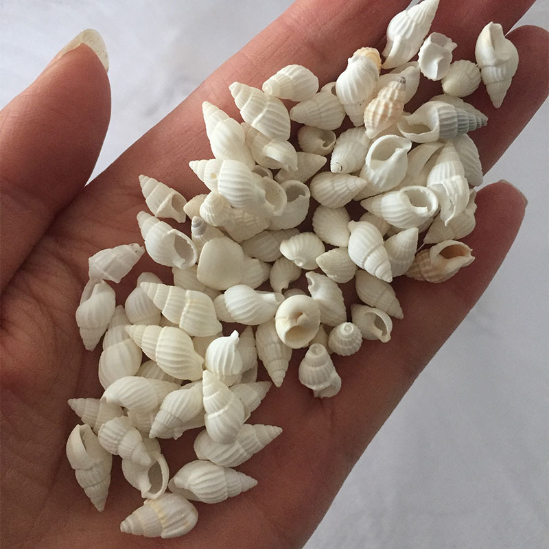 Conchas Naturales de Zeuxis y  - Marine Aquarium Home reseña y precio