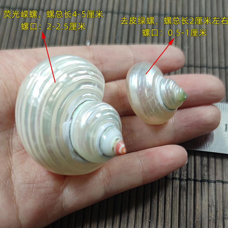 Concha natural de Turbo marmor - Marine Aquarium Hermit Crab reseña y precio